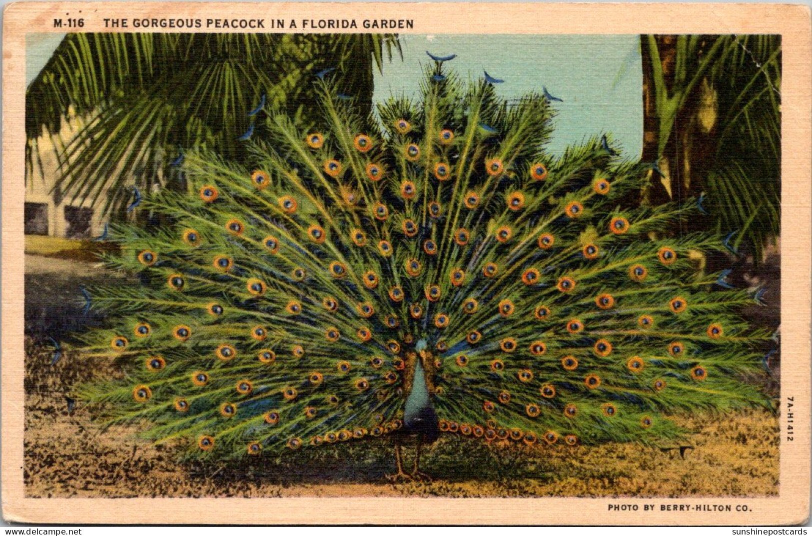 Florida Beautiful Peacock In A Florida Garden 1938 Curteich - St Petersburg