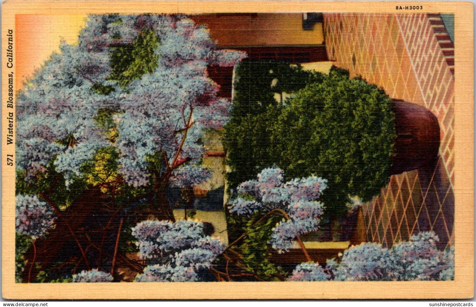 California Los Angeles Wisteria Blossoms 1944 Curteich - Los Angeles