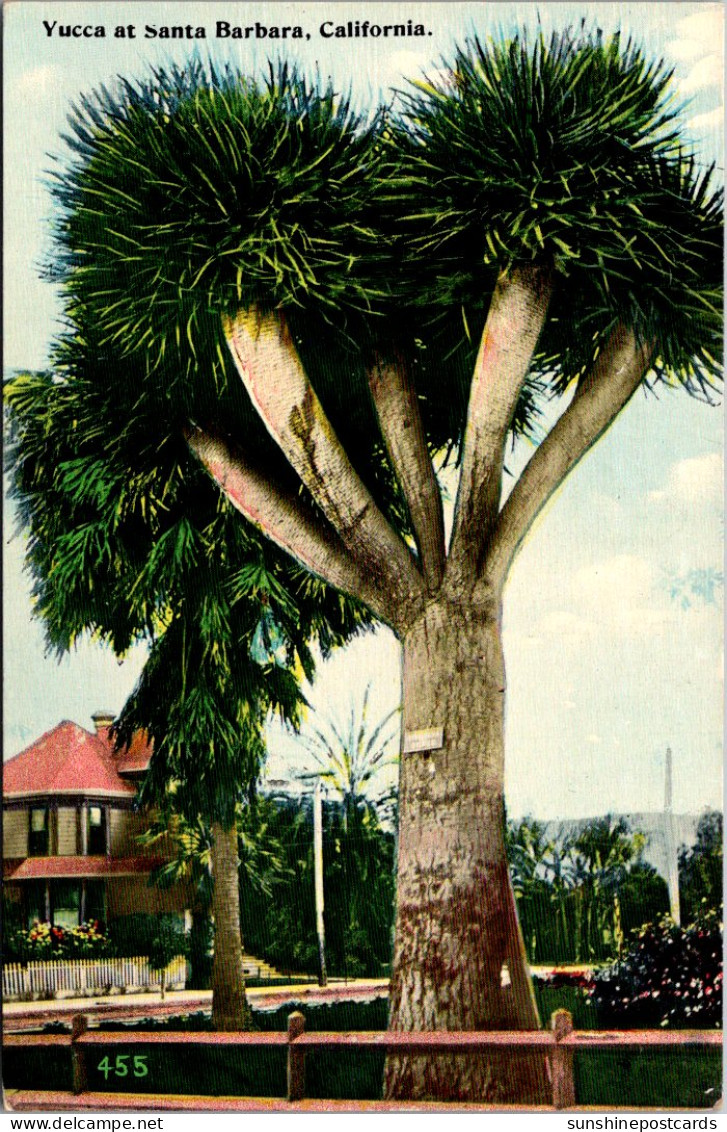 California Santa Barbara Multi-Branched Yucca - Santa Barbara