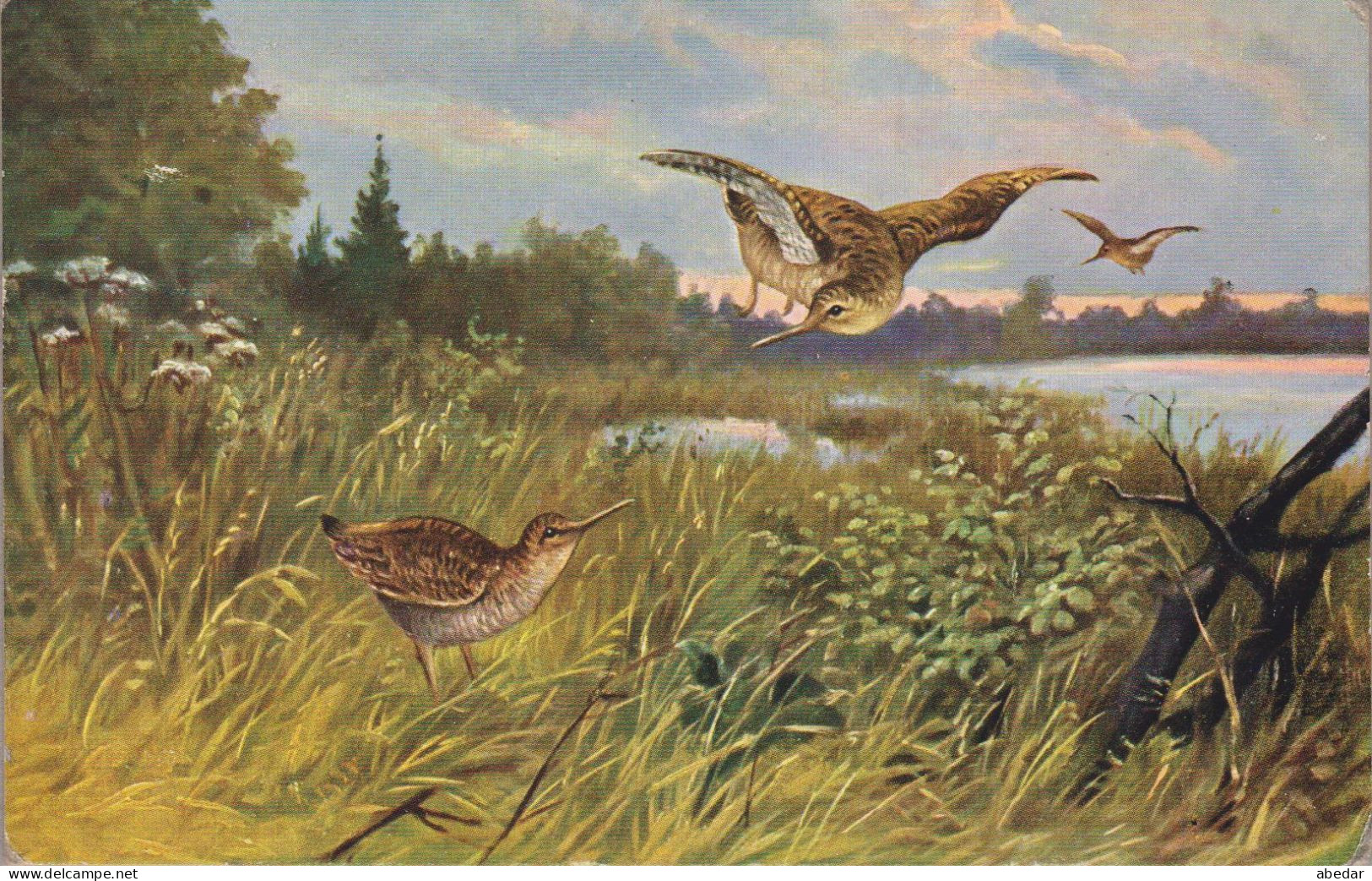 Hunting  Chasse  Schnepfe   Woodcock  Becasse  Snipe  Snip Oiseaux  Old Postcard Cpa. - Chasse