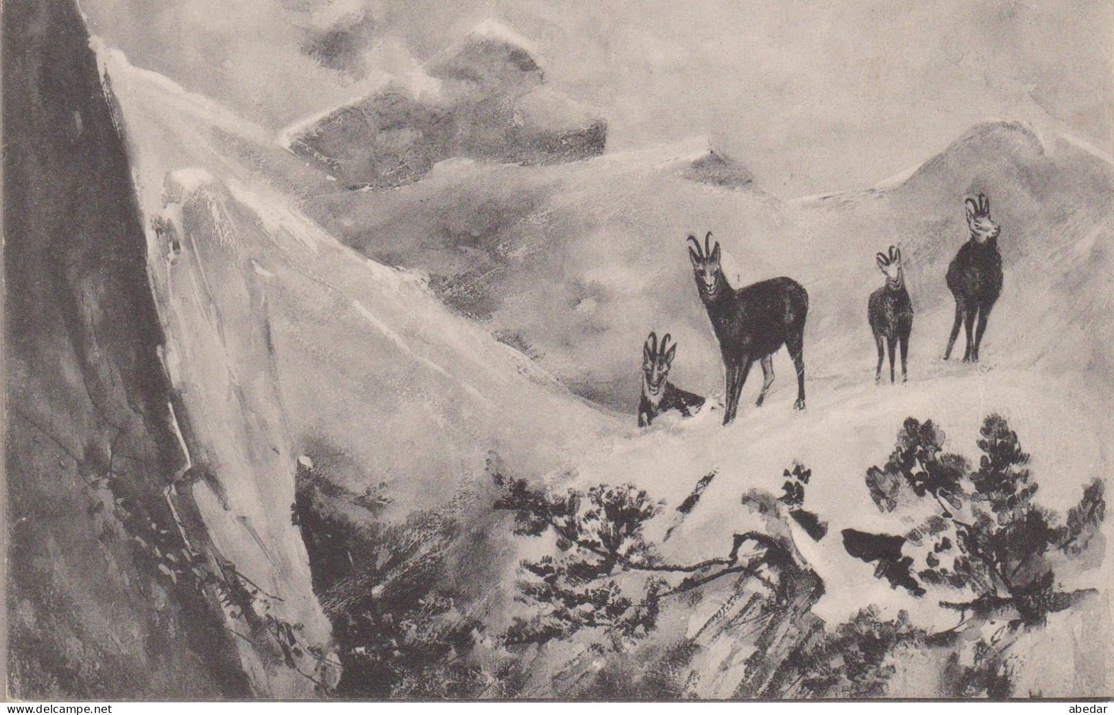 Chasse, Hunting. Gemse Steinbock  Rupicapra Gemme   Old  Cpa. Postcard. Ca. 1900 - Chasse