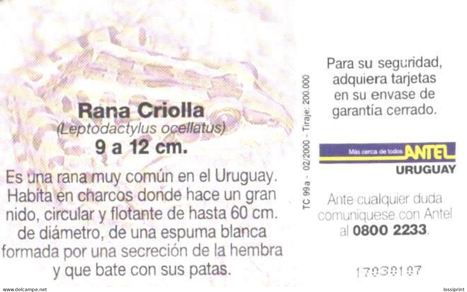 Uruguay:Used Phonecard, Antel, 5$, Frog, Leptodactylus Ocellatus, 2000 - Uruguay