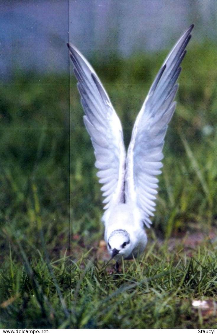 INDIA ODISHA 2021 MIGRATORY BIRDS OF CHILKA LAKE - WHISKERED TERN - PICTURE POST CARD (LIMITED ISSUE) As Per Scan - Pelikanen