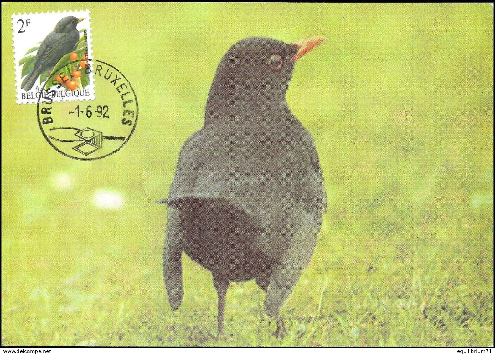 CM/MK° - 2458 - Merle Noir / Merel / Amsel / Blackbird / Turdus Merula - 01-06-1992 - Brussel / Bruxelles - BUZIN - 1991-2000