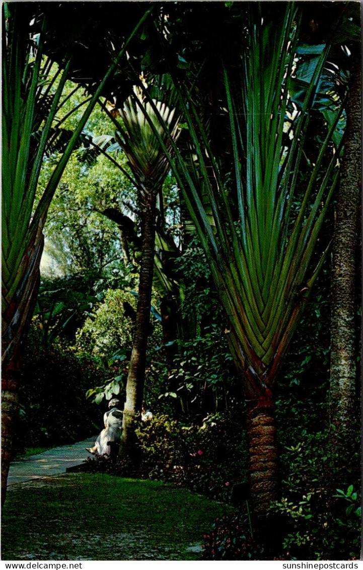 Florida St Petersburg Sunken Gardens The Travelers Palm - St Petersburg