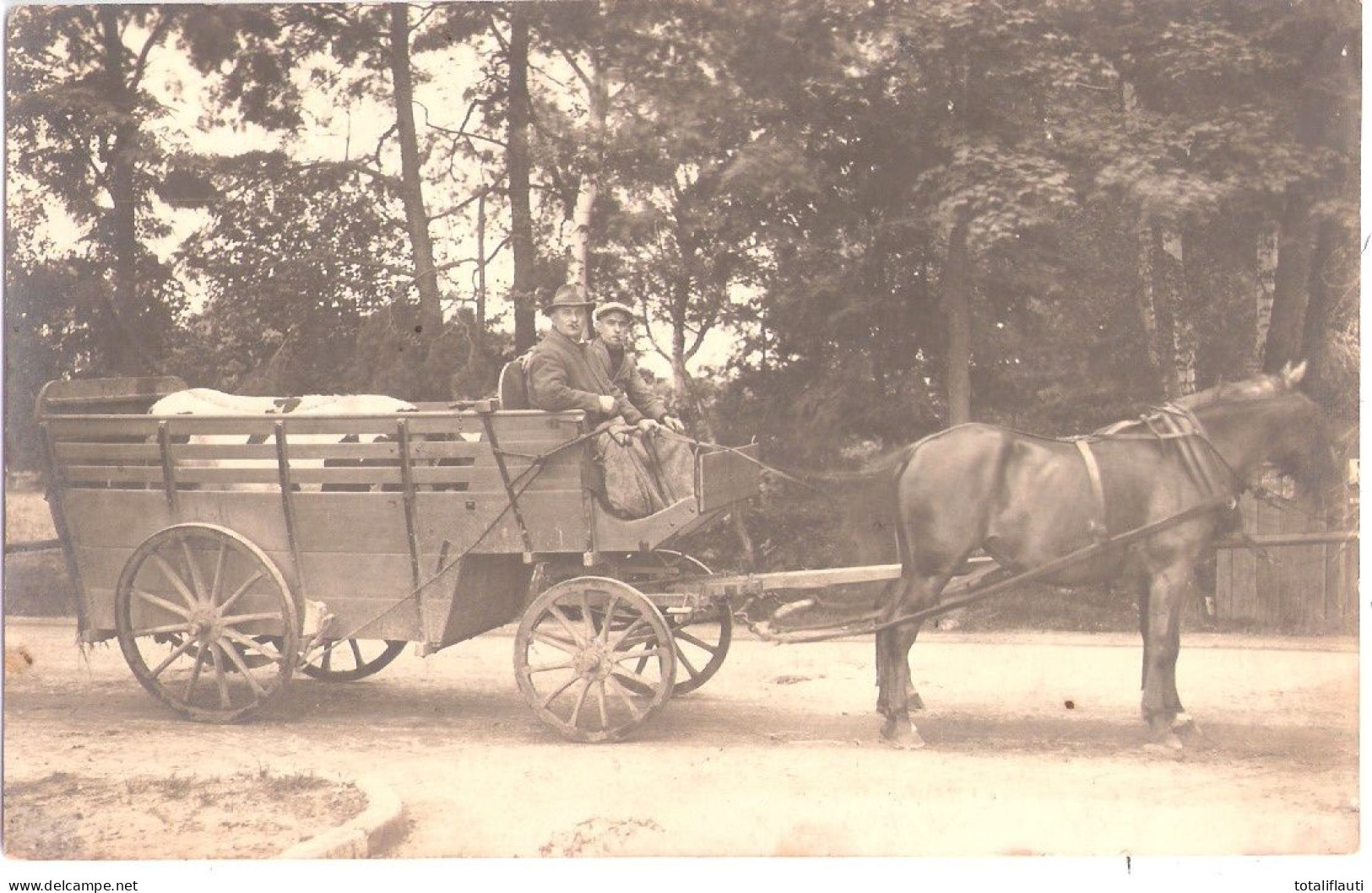 FORST Lausitz Rindertransport Mit Spezialanhänger 2 Spännig Original Private Fotokarte Schöner Stempel 4.9.1927 Fast TOP - Forst