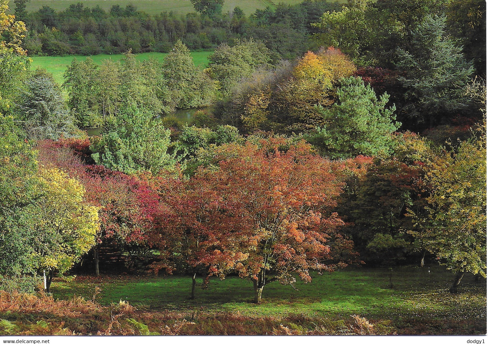 AUTUMN CLOURS, WINKWORTH ARBORETUM, SURREY, ENGLAND. UNUSED POSTCARD   Pm2 - Surrey