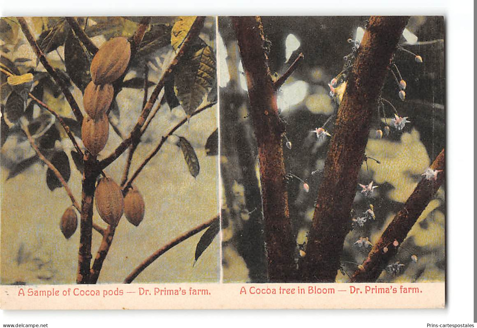 CPA Panama Dr. Prima's Farm A Sample Of Cocoa Pods And A Cocoa Tree In Bloom - Panama