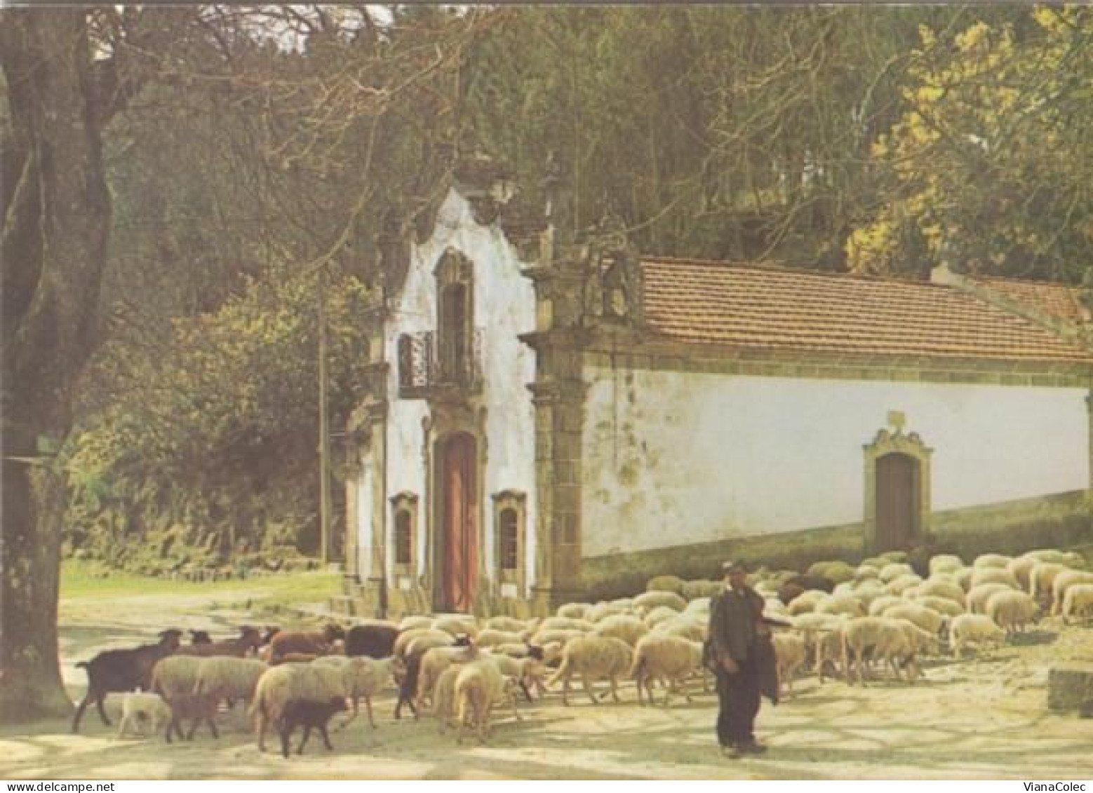 Seia > São Romão / Santuário De Nossa Senhora Do Desterro / Pastor / Ovelhas = Sheep = Mouton = Schaf = Oveja = Pecora - Guarda