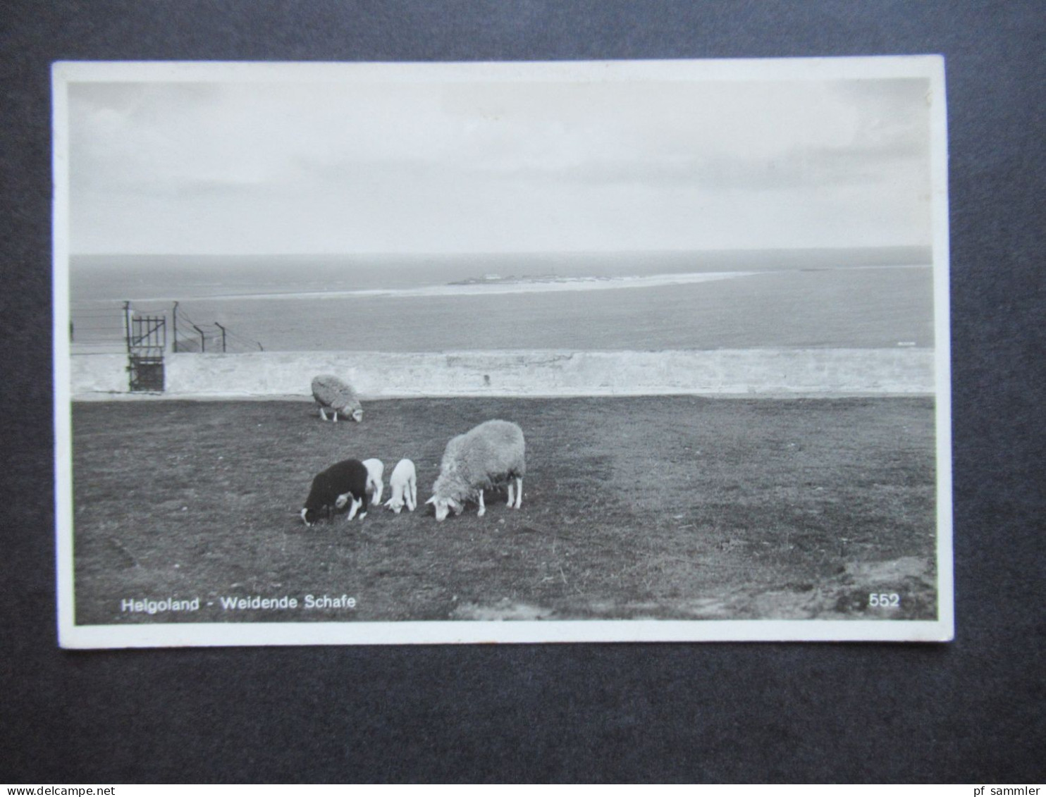 Echt - Foto AK Um 1930 Helgoland Weidende Schafe Verlag E. Rubin, Lübeck - Helgoland