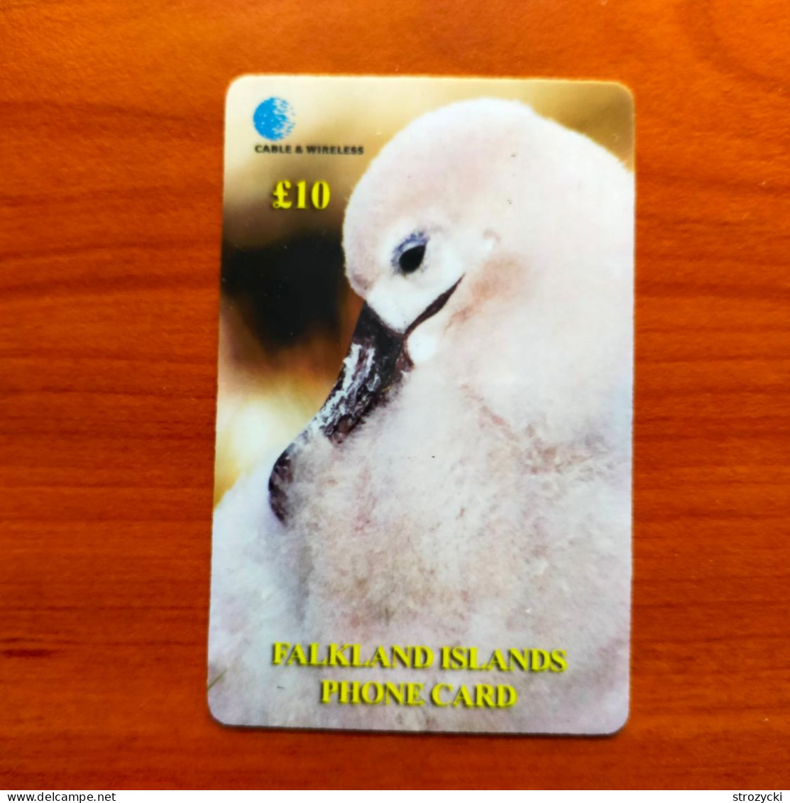 Falklands Is. - Black-Browed Albatross Chick - Falkland Islands