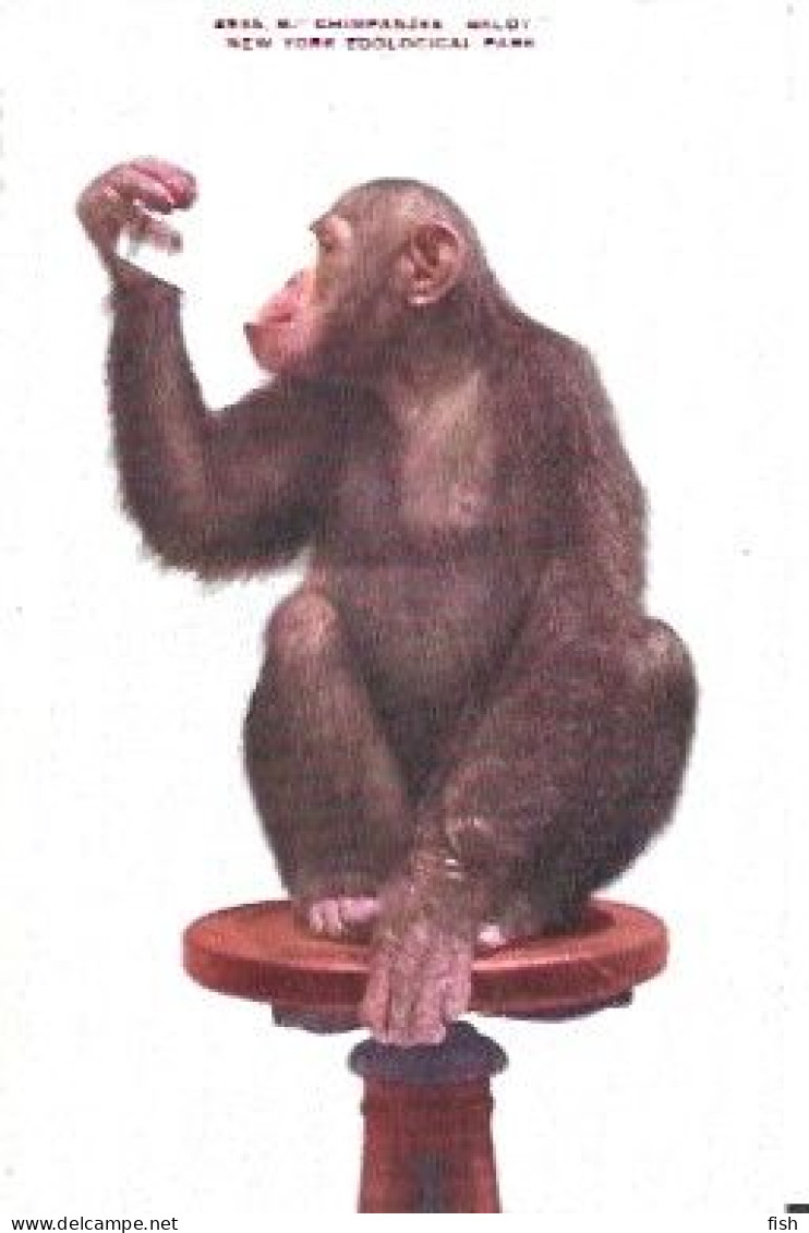 United States  ** & Postal, Chimpanzee Baldy, New York Zoological Park (4935) - Parks & Gärten