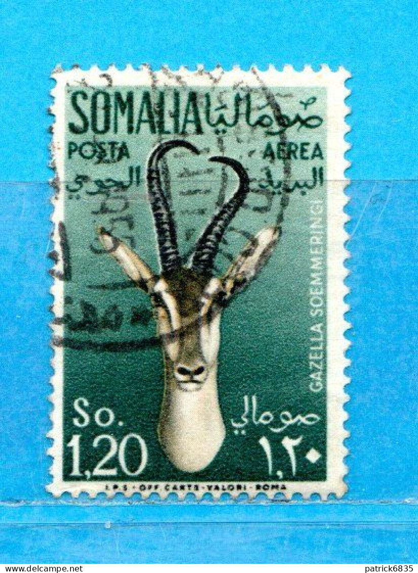 (Us8) SOMALIA - AFIS ° 1955 - ANIMALI -POSTA AEREA. Unif. A 30 .  Come Scansione. - Somalia (AFIS)