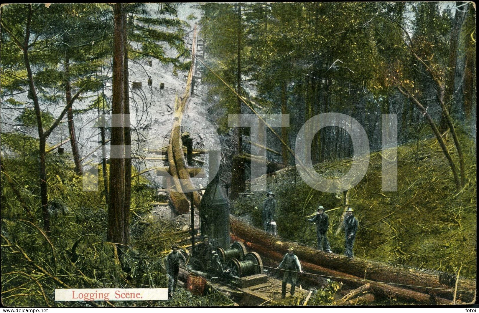 VINTAGE POSTCARD LOGGING SCENE FOREST  USA CARTE POSTALE - USA National Parks