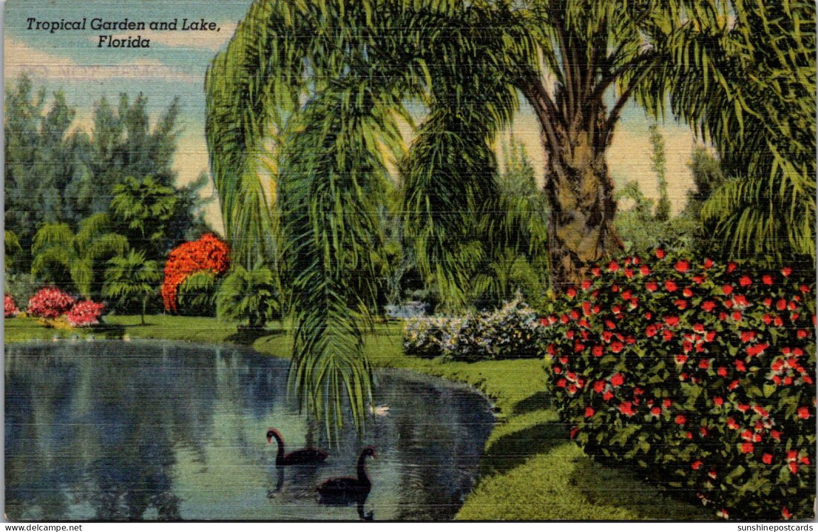 Florida Sarasota Jungle Gardens Tropical Garden And Lake With Black Swans Curteich - Sarasota