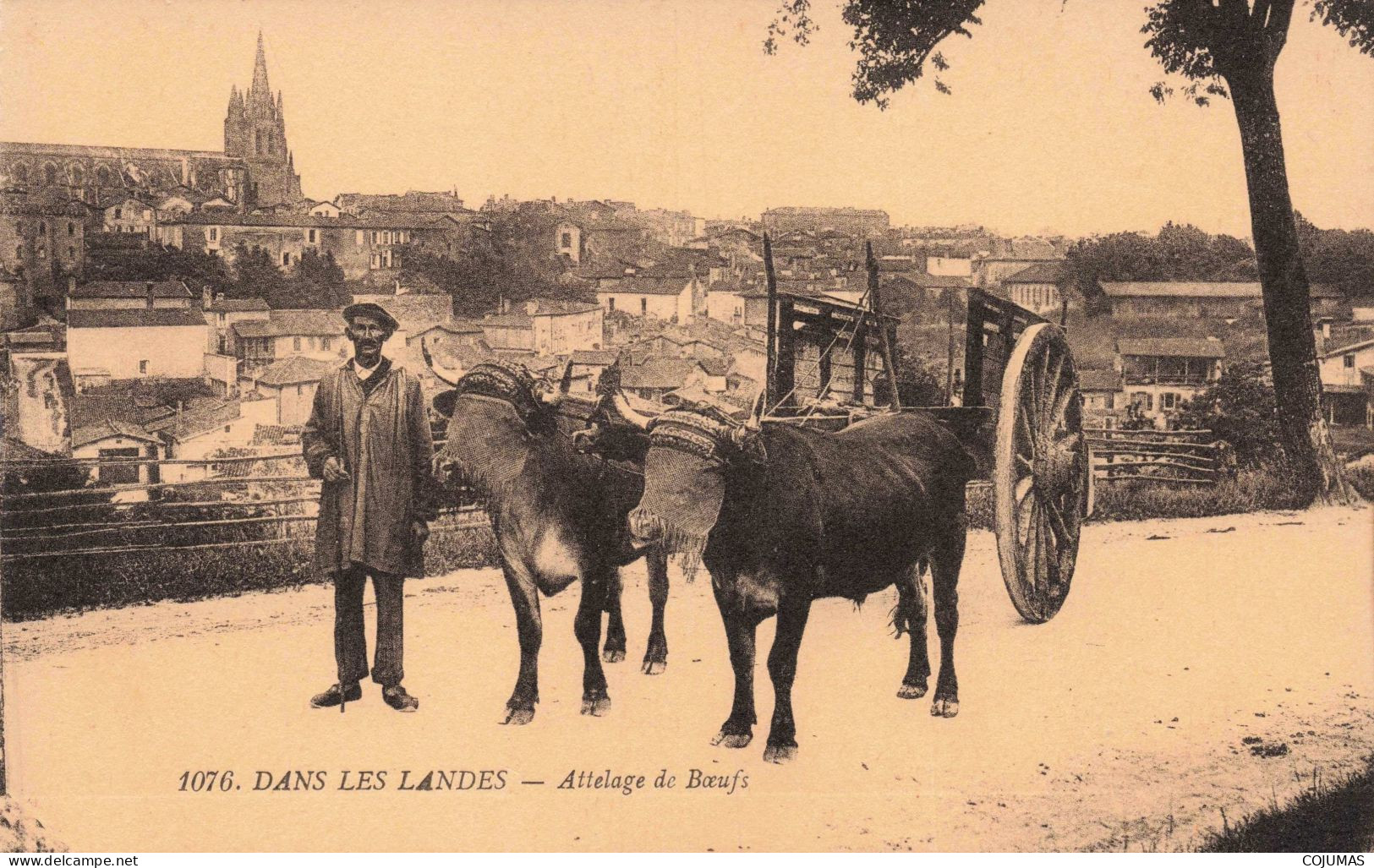 AGRICULTURE - S18513 - Dans Les Landes - Attelage De Bœufs - Elevage