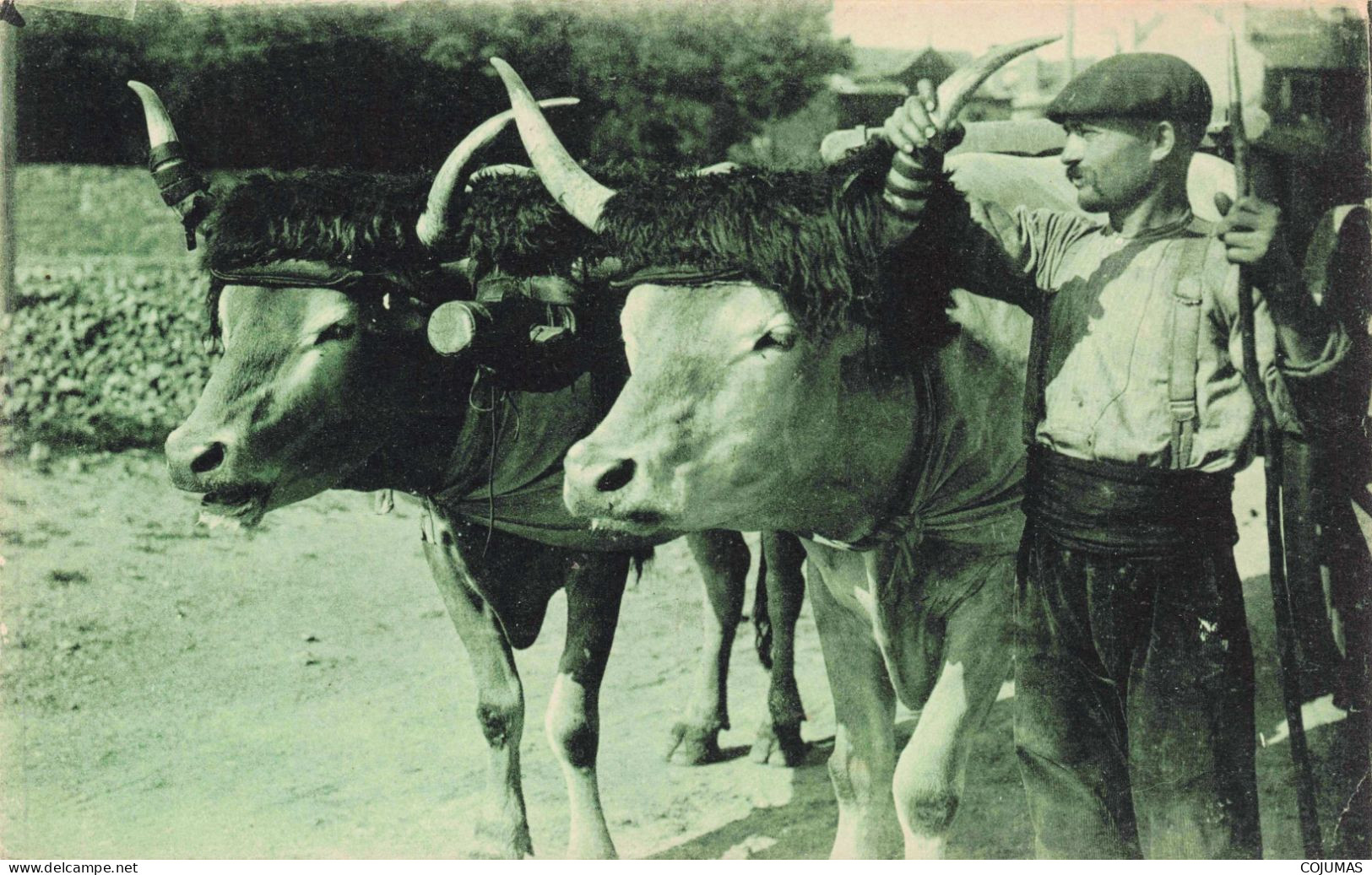 AGRICULTURE - S18514 - Type Basque - Attelage De Bœufs - Elevage