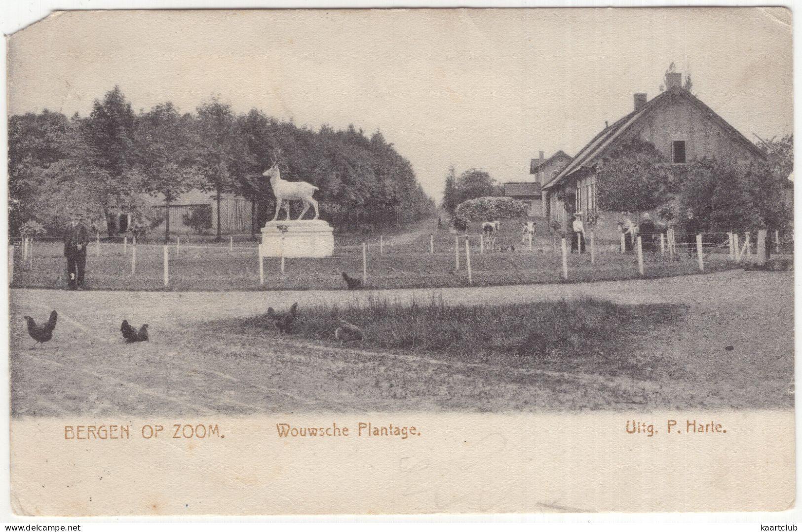 Bergen Op Zoom. Wouwse Plantage. - (Noord-Brabant) - 1907 - Kippen, Hert - Bergen Op Zoom