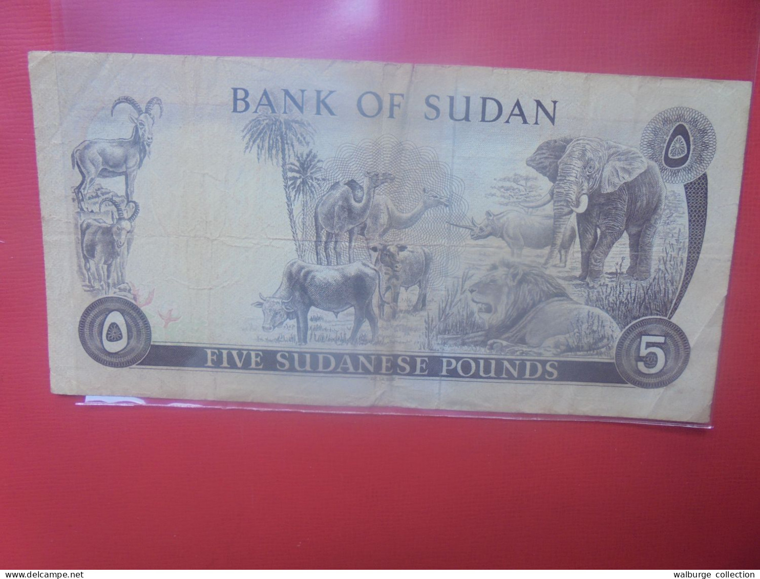 SOUDAN 5 POUNDS 1970-80 Circuler (B.29) - Sudan