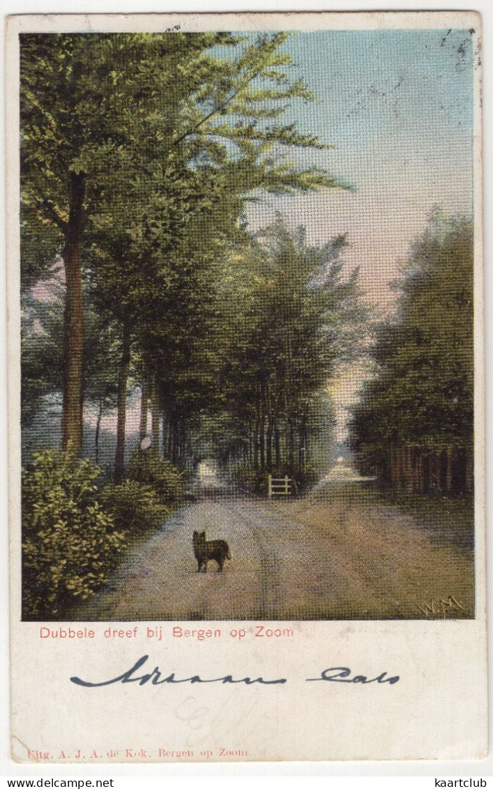 Dubbele Dreef Bij Bergen Op Zoom - (Noord-Brabant) - 1909 - Hond/Dog/Chien/Hund - Bergen Op Zoom