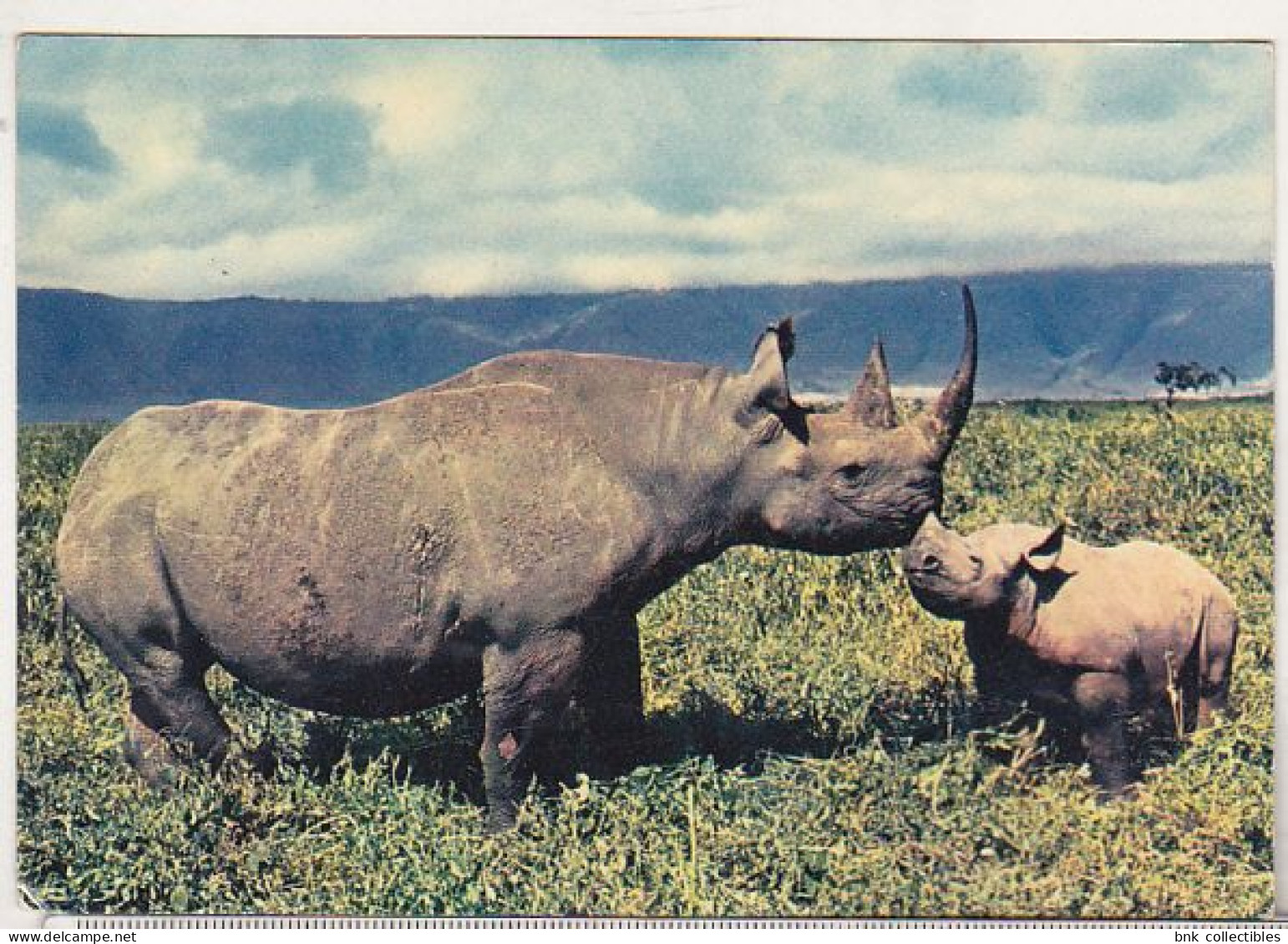 Old Used Postcard - Rhinoceros - Rinoceronte