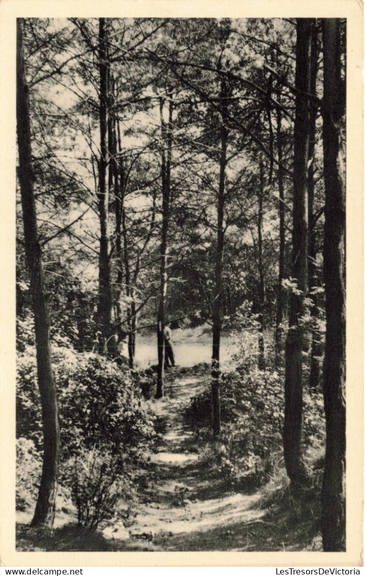 BELGIQUE - Opitter - Bosweg - Sentier - Forêt - Rivière - Carte Postale Ancienne - Bree