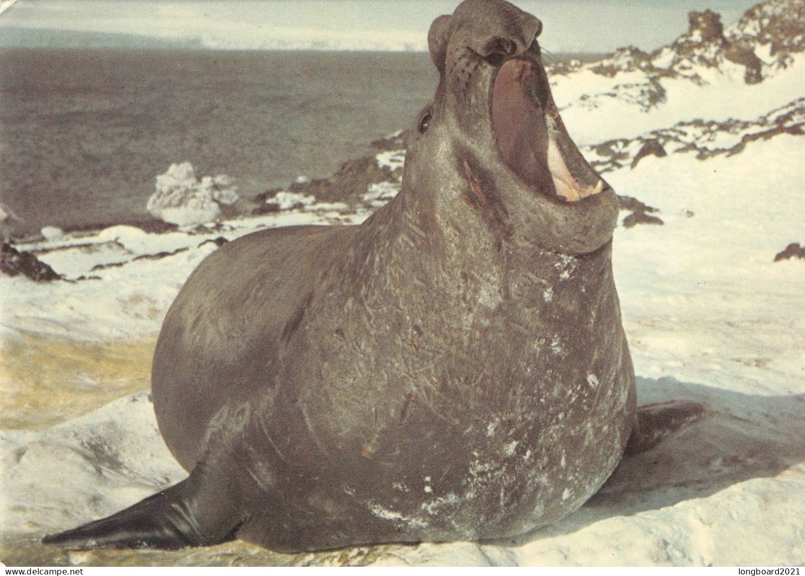 ELEPHANT SEAL Mirounga / *293 - Andere & Zonder Classificatie