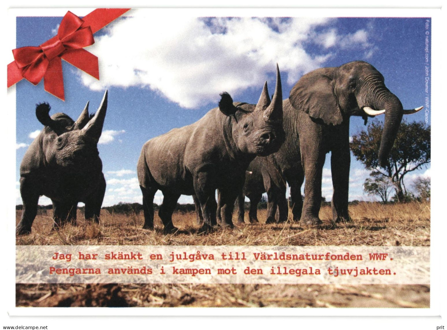 White Rhinoceros & Elephant Unused WWF Postcard. Publisher World Wide Fund For Nature, Solna Sweden - Rhinoceros