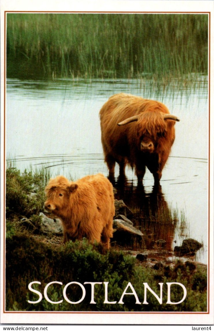 (4 R 56) UK  - Bull & Calf In Scotland - Taureaux