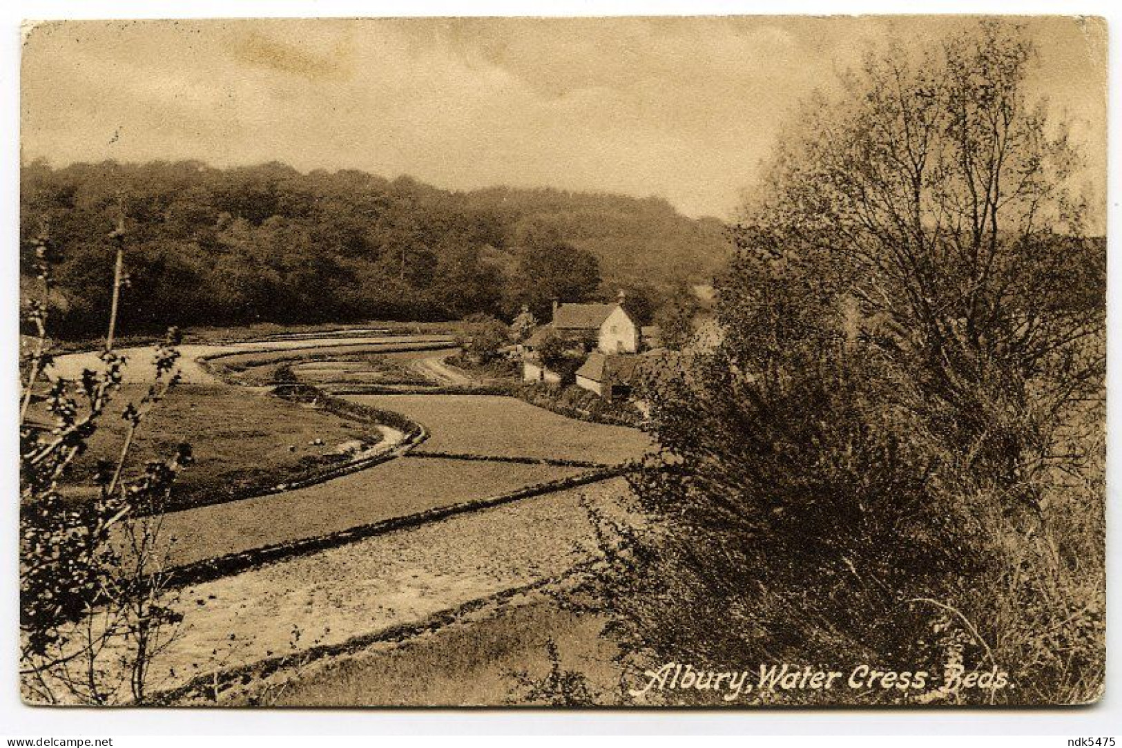 ALBURY : WATER CRESS BEDS / GUILDFORD POSTMARK / CROYDON, PITLAKE BRIDGE, THEOBALD ROAD (LAWRENCE) - Surrey