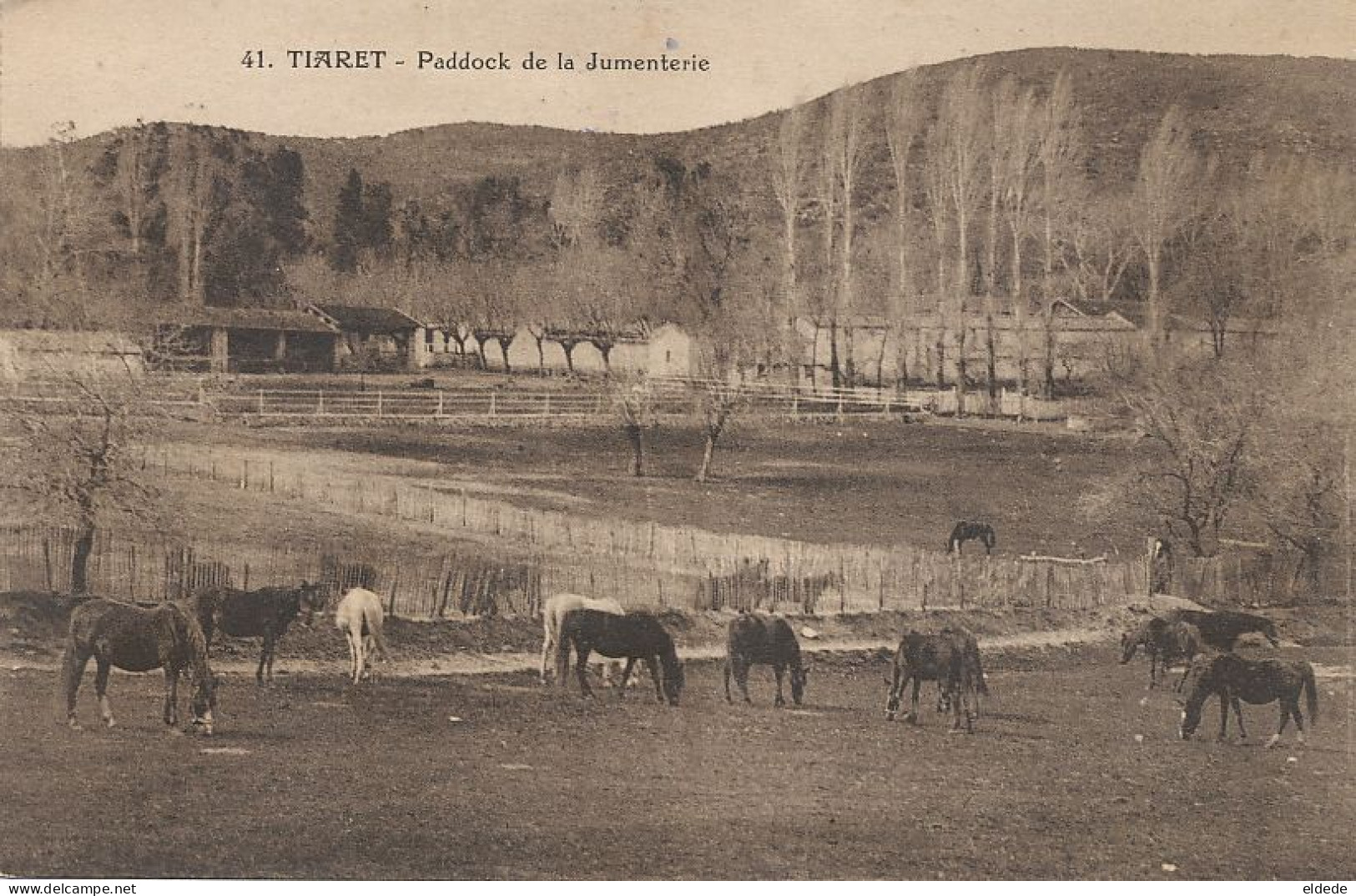 41 Tiaret Paddock De La Jumenterie Elevage Chevaux Horse Breeding - Tiaret