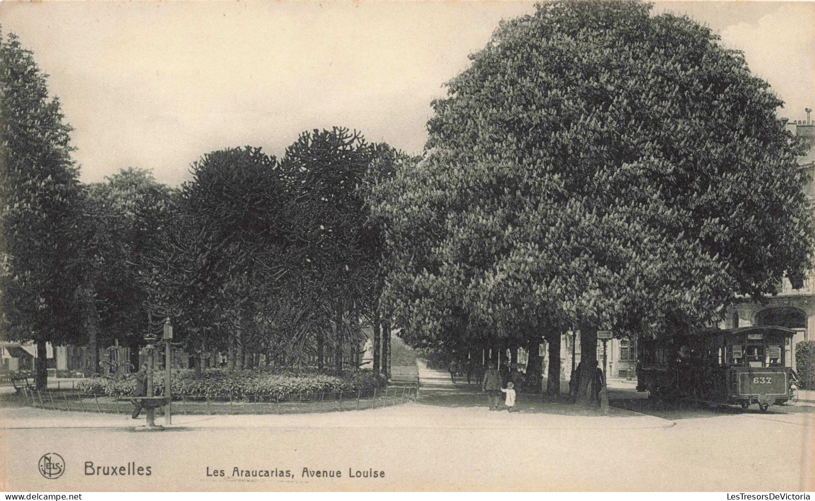 BELGIQUE - Bruxelles - Les Araucarias - Avenue Louise - Tramway - Arbres - Animé - Carte Postale Ancienne - Avenues, Boulevards