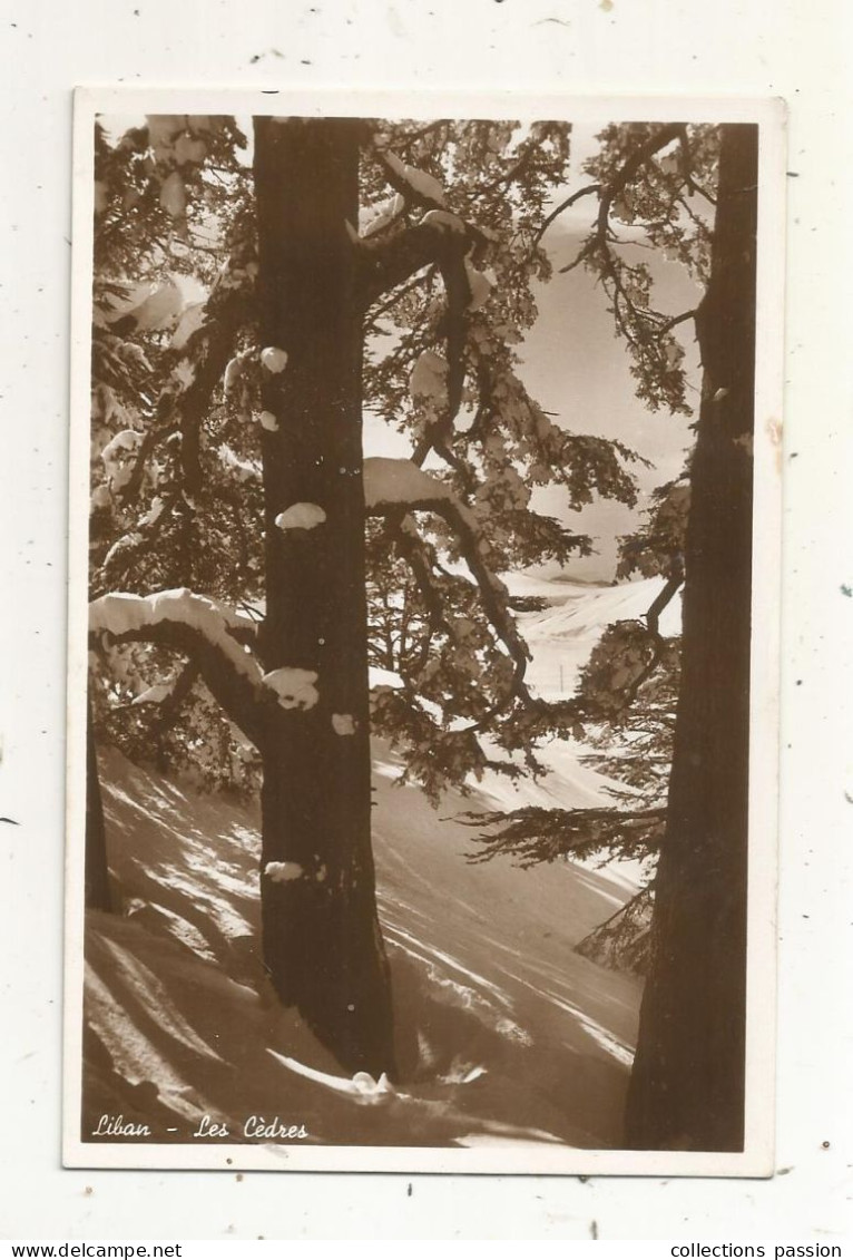 Cp,  LIBAN, Les Cèdres , Arbre , Vierge, Ed. Photo Sport, Beyrouth - Libanon