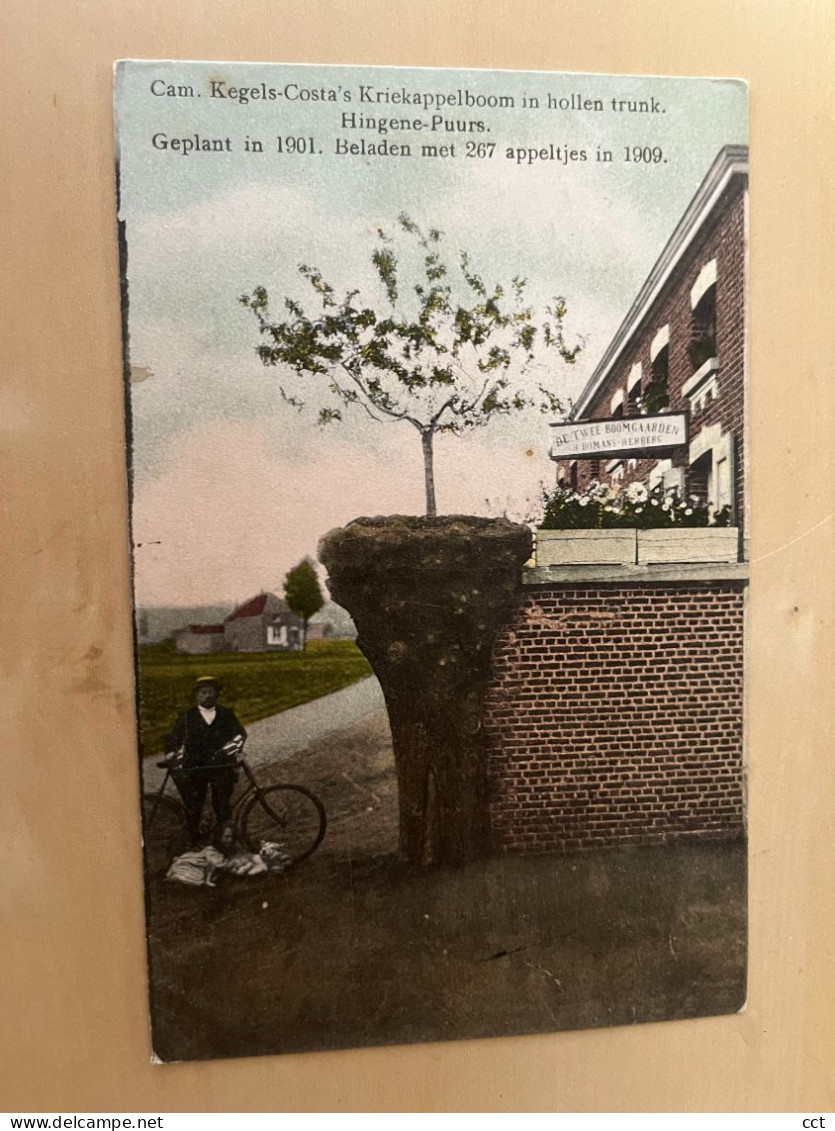 Hingene-Puurs  Cam. Kegels-Costa's Kriekappelboom In Hollen Trunk Geplant 1901 Beladen Met 267 Appeltjes In 1909  ARBRE - Puurs