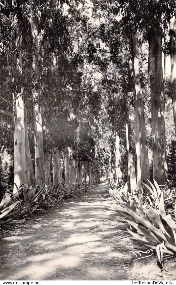 FRANCE - Ile Sainte Marguerite - Allée Des Eucalyptus - Carte Postale Ancienne - Cannes