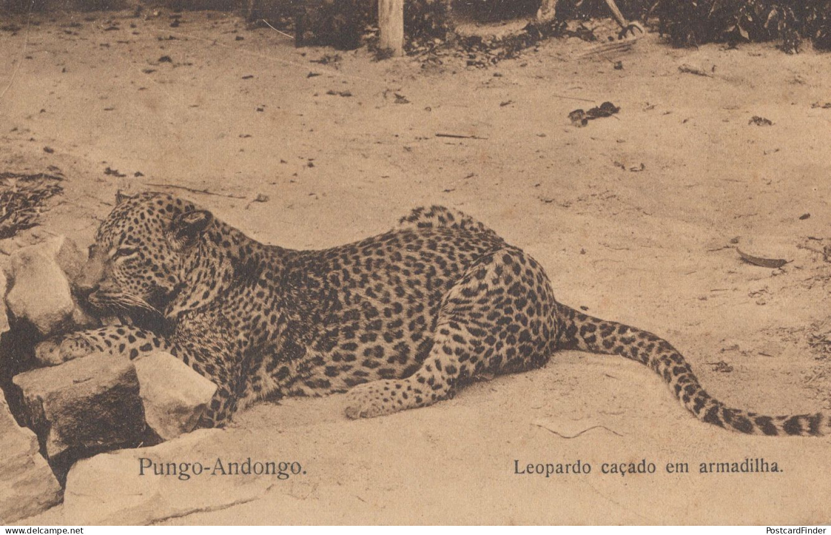 Pungo Leopardo Cacado Em Armadilha Antique Leopard Africa Postcard - Angola