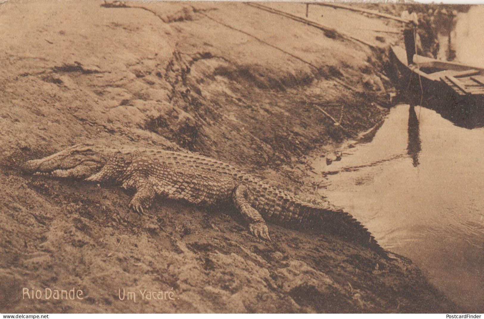 Angola Africa Boat By Crocodile Reptile Hunters Antique Postcard - Angola