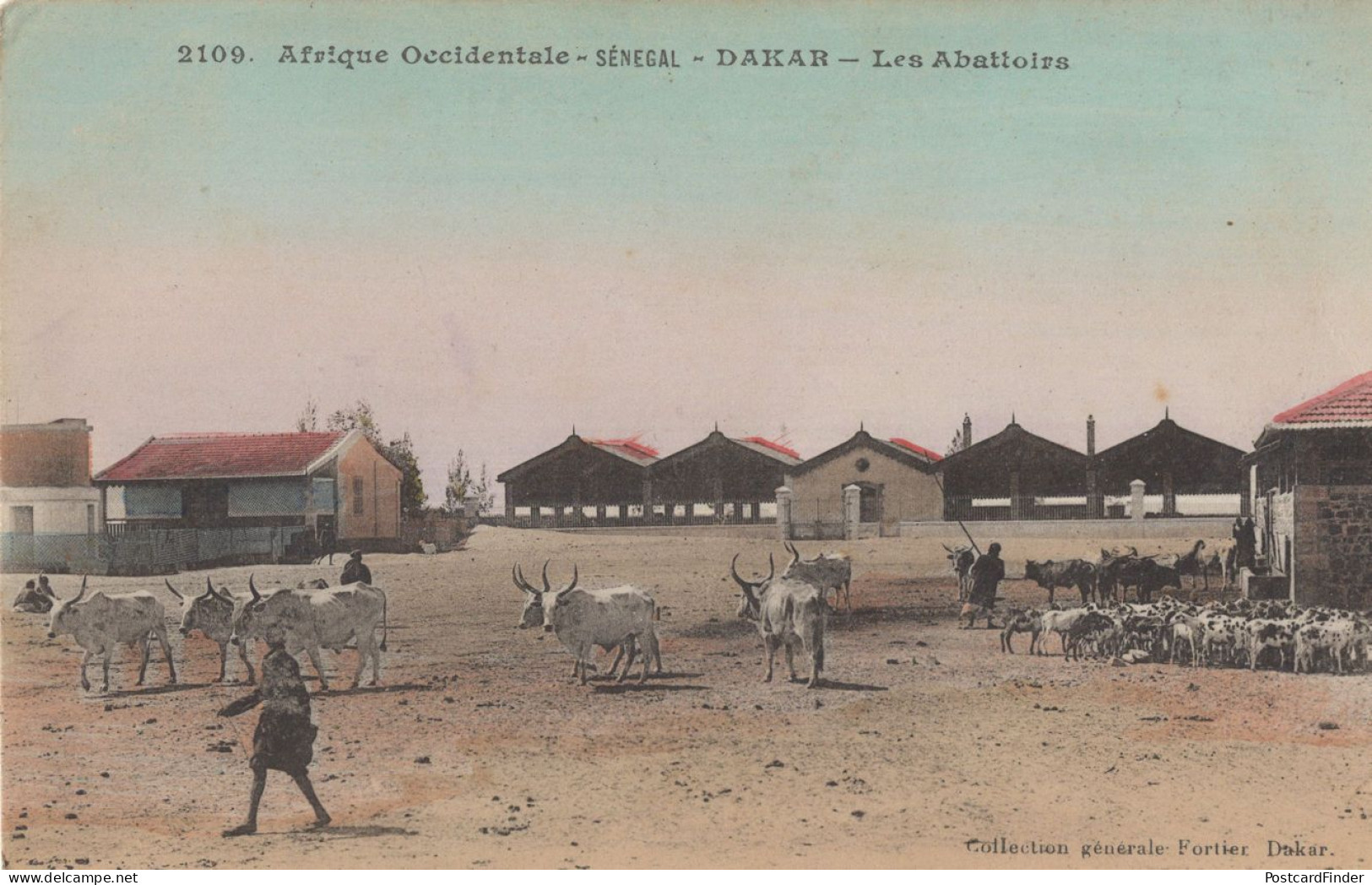 Dakar Senegal Abbatoirs Abattoir Antique African Postcard - Non Classés