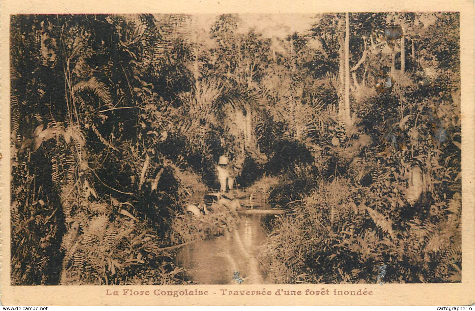 Congo La Flore Congolaise Traversee D'une Foret Inondee - Autres & Non Classés