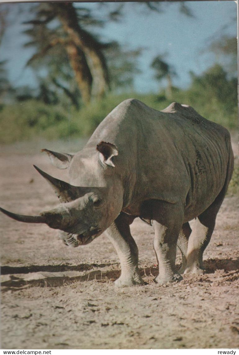 Faune Africaine - Rhinoceros - Rhinozeros