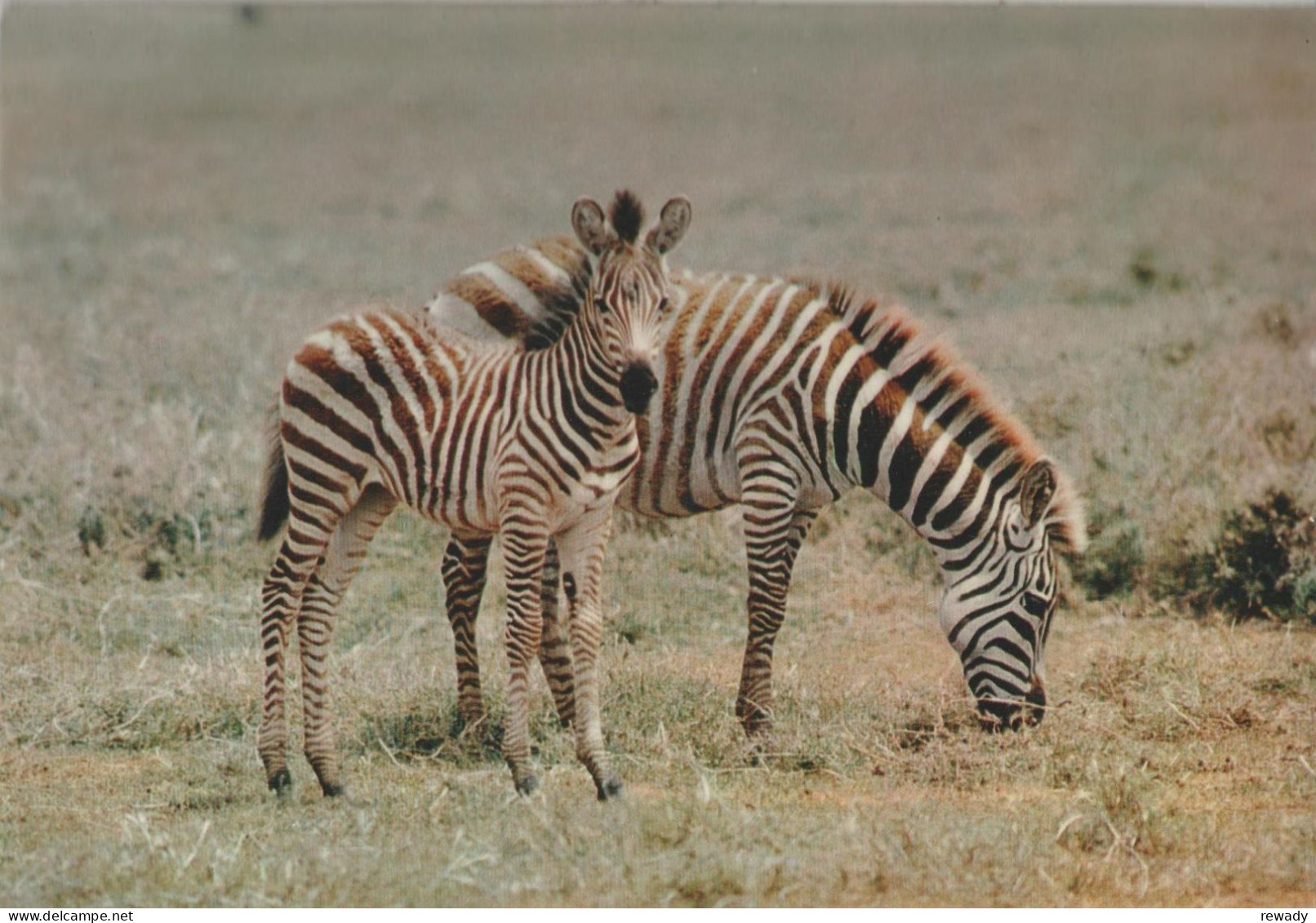 Faune Africaine - Zebres - Zebras - Zèbres