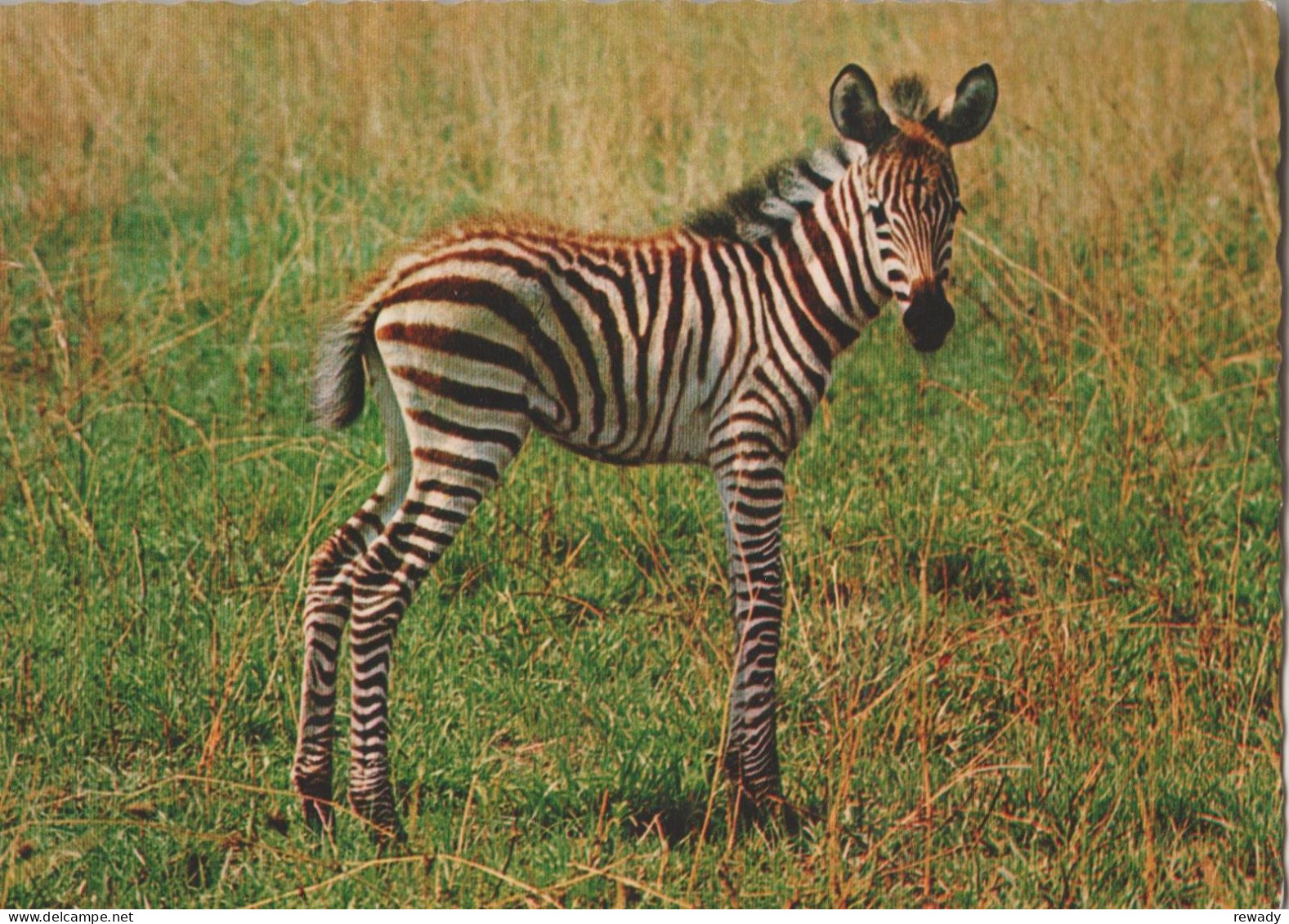 Africa - Zebra Di Grant - Zebres - Zebras - Cecami - Zebre