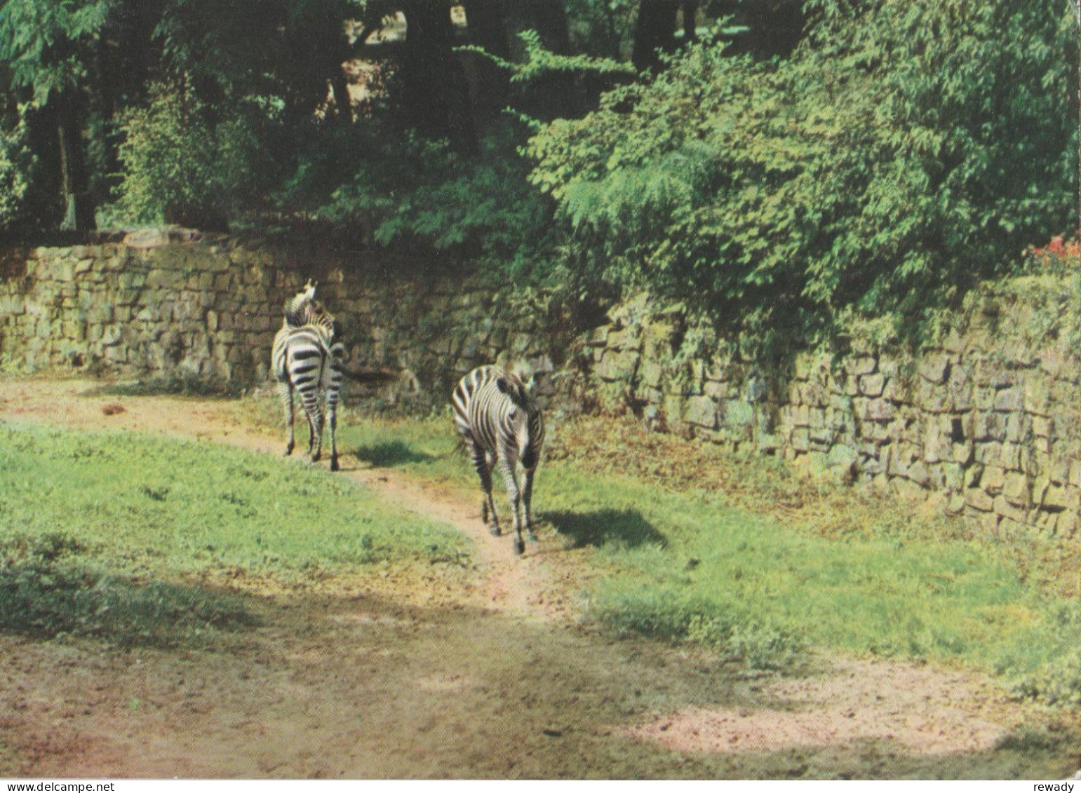 Wroclaw - Zebra - Zebres - Zebras - Cecami - Zèbres