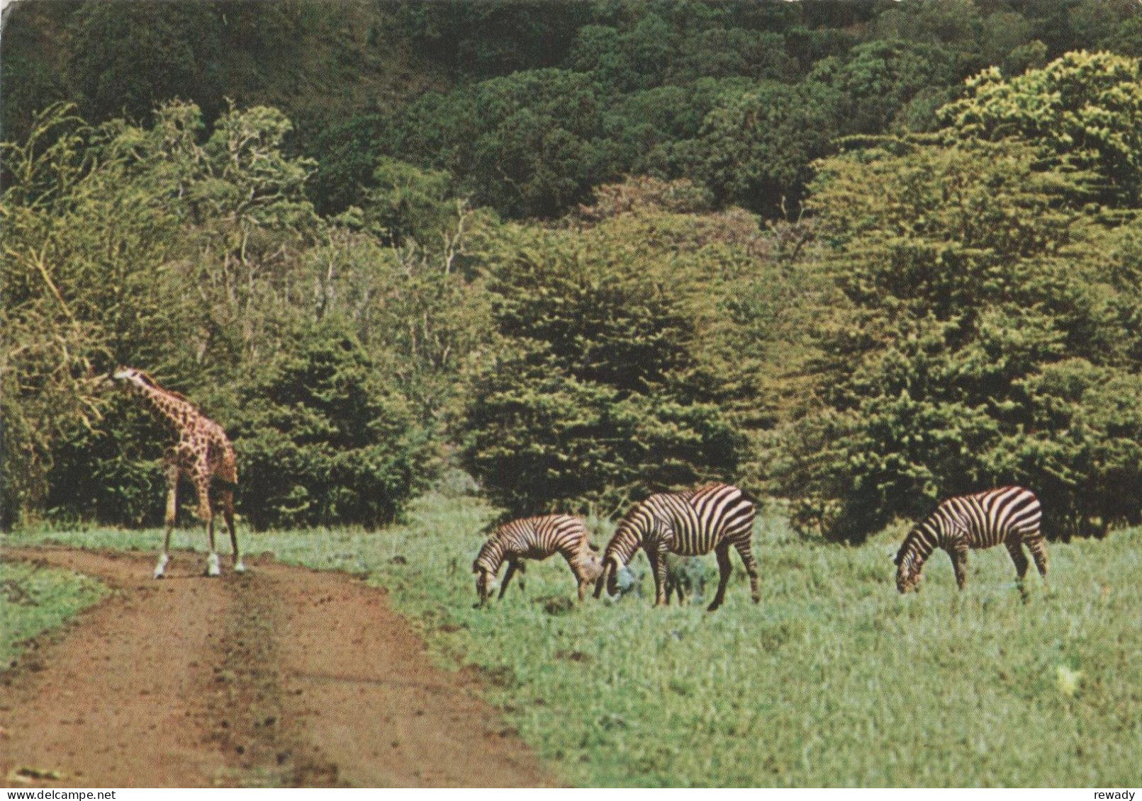 Zebra - Zebres - Zebras - Zèbres