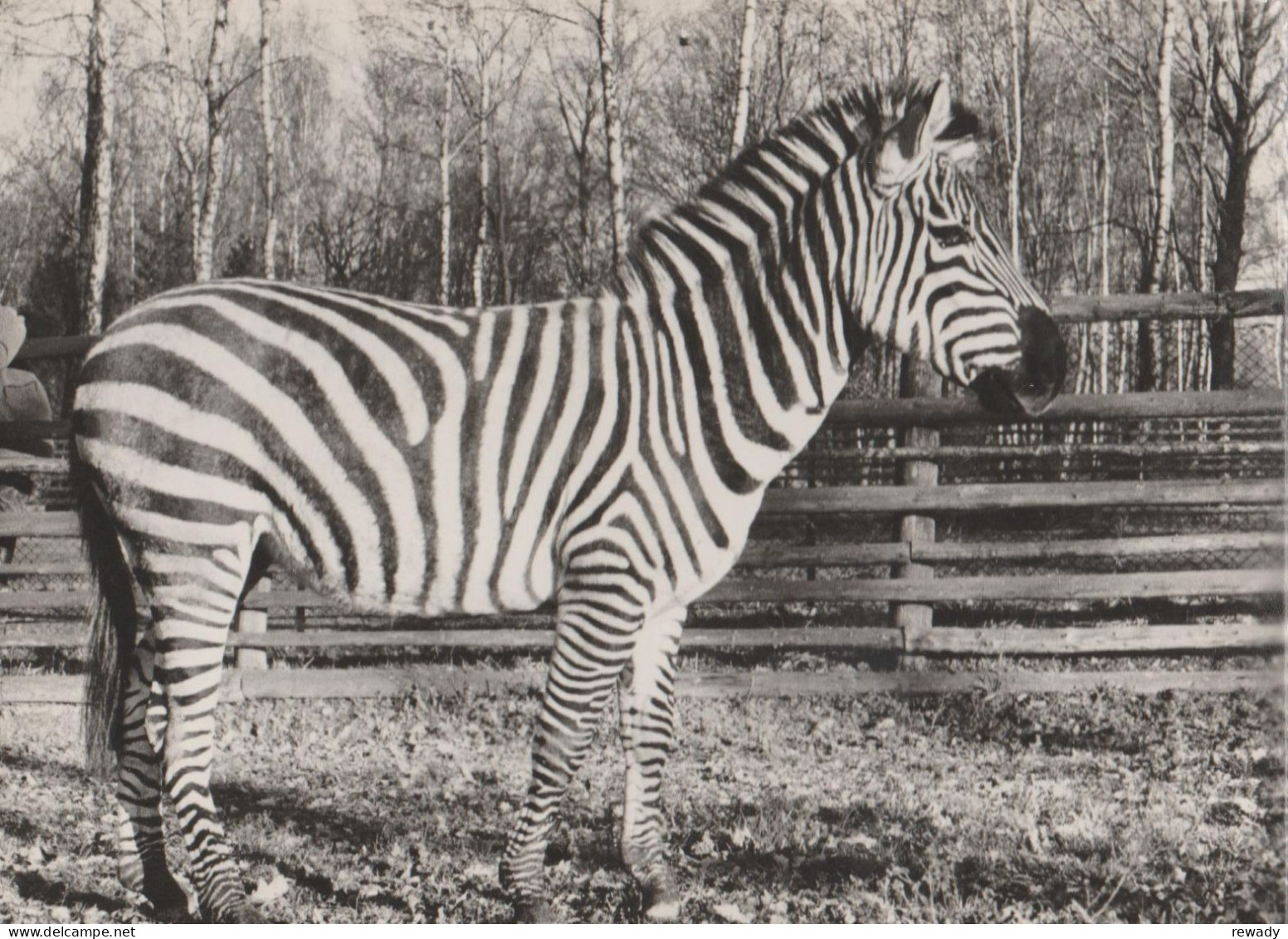 Zebra - Zebres - Zebras - Zèbres