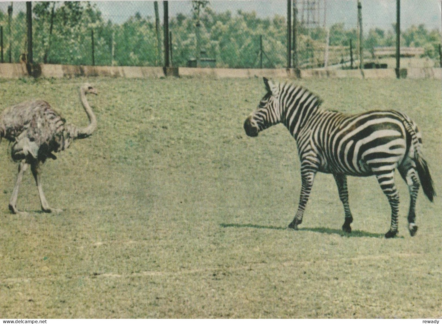 Zebra - Zebres - Zebras - Strus Senegalski - Zèbres