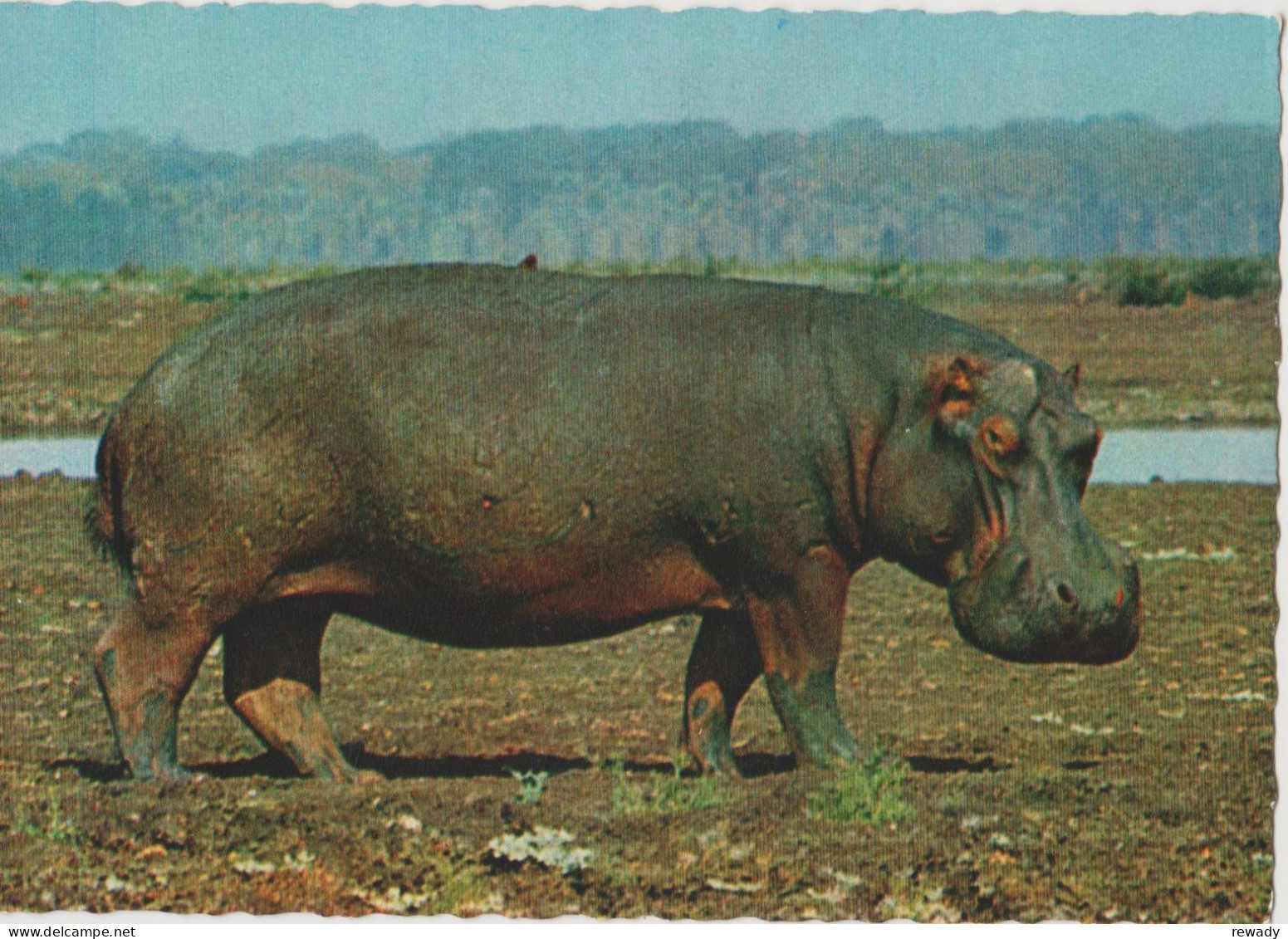 Hippopotamus - Hippopotame - Ippopotamo - Nilpferd - Africa - Cecami - Hippopotames