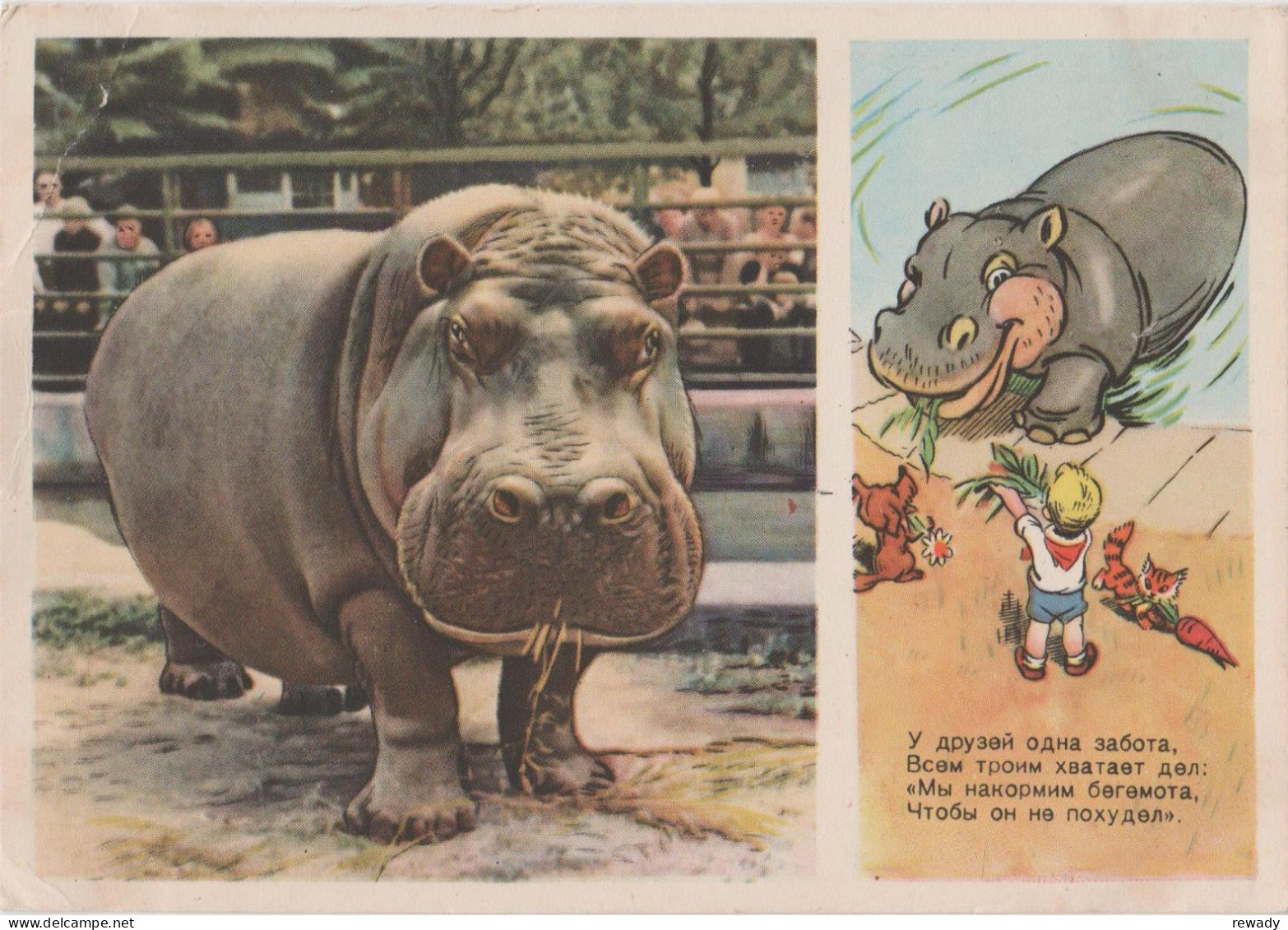 Hippopotamus - Hippopotame - Ippopotamo - Vintage Russian Postcard 1955 - Illustrateur Stepantsev - Hippopotames