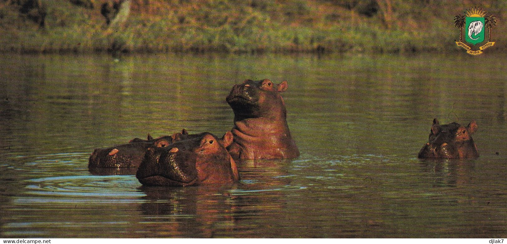 Faune Africaine Hippopotames HF - Ippopotami
