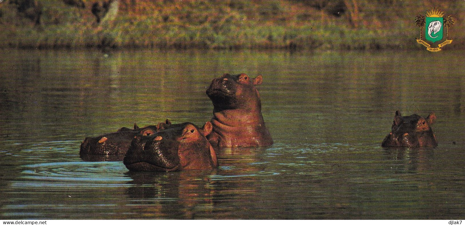 Faune Africaine Hippopotames HF - Hippopotames